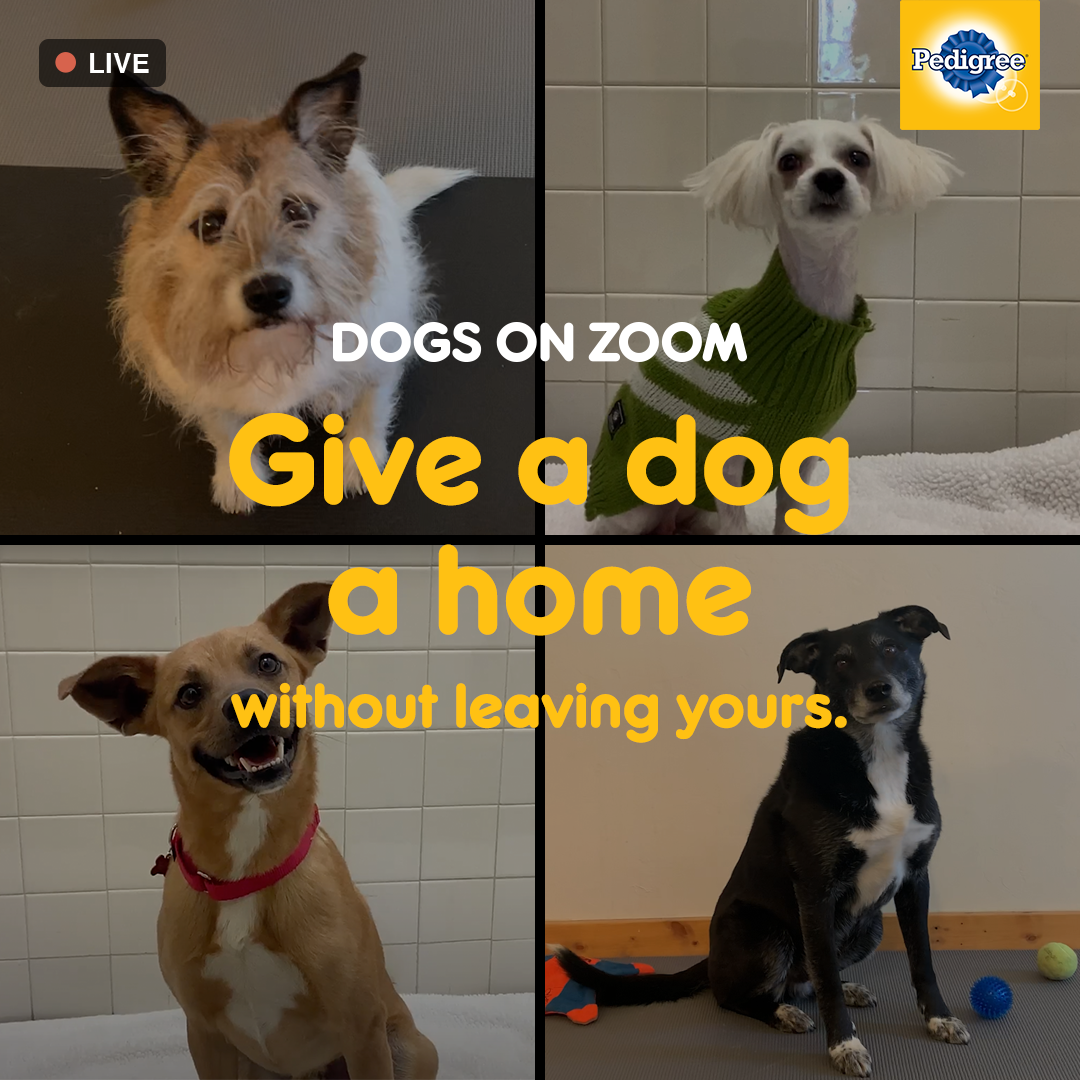 pedigree dogs on zoom